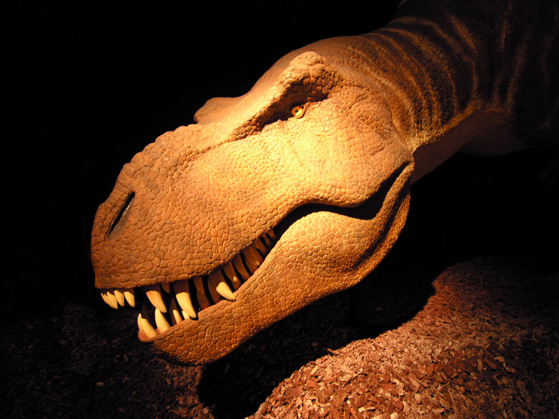 Exposition sur les tyranosaures, palais de la découverte en décembre 2005.