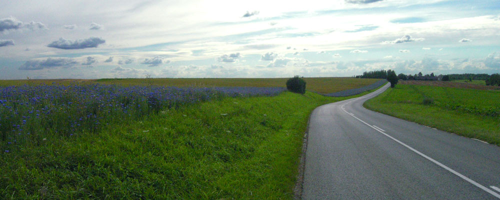 Pour le 90ème anniversaire de la bataille du Chemin des Dames, une bordure de bleuets a été plantée tout le long de cette route. Le bleuet est le symbole de la mémoire des victimes de guerre, qui ont été ici plus de  150 000 ... 